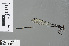  ( - RMNH.INS.503451)  @11 [ ] CreativeCommons - Attribution Non-Commercial Share-Alike (2013) Unspecified Naturalis Biodiversity Center