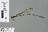  ( - RMNH.INS.503452)  @13 [ ] CreativeCommons - Attribution Non-Commercial Share-Alike (2013) Unspecified Naturalis Biodiversity Center