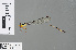  ( - RMNH.INS.503453)  @13 [ ] CreativeCommons - Attribution Non-Commercial Share-Alike (2013) Unspecified Naturalis Biodiversity Center