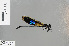  (Euphaea tricolor - RMNH.INS.503474)  @11 [ ] CreativeCommons - Attribution Non-Commercial Share-Alike (2013) Unspecified Naturalis Biodiversity Center