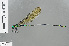  ( - RMNH.INS.503477)  @11 [ ] CreativeCommons - Attribution Non-Commercial Share-Alike (2013) Unspecified Naturalis Biodiversity Center