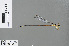  (Telosticta serapi - RMNH.INS.503505)  @13 [ ] CreativeCommons - Attribution Non-Commercial Share-Alike (2013) Unspecified Naturalis Biodiversity Center