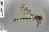  ( - RMNH.INS.503523)  @11 [ ] CreativeCommons - Attribution Non-Commercial Share-Alike (2013) Unspecified Naturalis Biodiversity Center