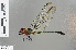  ( - RMNH.INS.503529)  @13 [ ] CreativeCommons - Attribution Non-Commercial Share-Alike (2013) Unspecified Naturalis Biodiversity Center