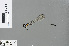  (Prodasineura dorsalis - RMNH.INS.503544)  @13 [ ] CreativeCommons - Attribution Non-Commercial Share-Alike (2013) Unspecified Naturalis Biodiversity Center