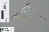  (Teinobasis laidlawi - RMNH.INS.503564)  @13 [ ] CreativeCommons - Attribution Non-Commercial Share-Alike (2013) Unspecified Naturalis Biodiversity Center