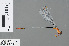  (Teinobasis rajah - RMNH.INS.503567)  @13 [ ] CreativeCommons - Attribution Non-Commercial Share-Alike (2013) Unspecified Naturalis Biodiversity Center