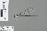  (Archibasis tenella - RMNH.INS.503598)  @14 [ ] CreativeCommons - Attribution Non-Commercial Share-Alike (2013) Unspecified Naturalis Biodiversity Center