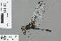  ( - RMNH.INS.503612)  @13 [ ] CreativeCommons - Attribution Non-Commercial Share-Alike (2013) Unspecified Naturalis Biodiversity Center