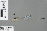  ( - RMNH.INS.503635)  @11 [ ] CreativeCommons - Attribution Non-Commercial Share-Alike (2013) Unspecified Naturalis Biodiversity Center