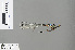  (Telosticta dayak - RMNH.INS.503656)  @14 [ ] CreativeCommons - Attribution Non-Commercial Share-Alike (2013) Unspecified Naturalis Biodiversity Center