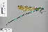 ( - RMNH.INS.503838)  @11 [ ] CreativeCommons - Attribution Non-Commercial Share-Alike (2013) Unspecified Naturalis Biodiversity Center