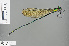  ( - RMNH.INS.503839)  @11 [ ] CreativeCommons - Attribution Non-Commercial Share-Alike (2013) Unspecified Naturalis Biodiversity Center