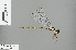 ( - RMNH.INS.503868)  @13 [ ] CreativeCommons - Attribution Non-Commercial Share-Alike (2013) Unspecified Naturalis Biodiversity Center