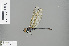  ( - RMNH.INS.503874)  @14 [ ] CreativeCommons - Attribution Non-Commercial Share-Alike (2013) Unspecified Naturalis Biodiversity Center