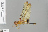 ( - RMNH.INS.503882)  @12 [ ] CreativeCommons - Attribution Non-Commercial Share-Alike (2013) Unspecified Naturalis Biodiversity Center