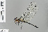  (Zygonyx iris malayana - RMNH.INS.503908)  @13 [ ] CreativeCommons - Attribution Non-Commercial Share-Alike (2013) Unspecified Naturalis Biodiversity Center