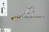  (Indocnemis orang - RMNH.INS.503915)  @13 [ ] CreativeCommons - Attribution Non-Commercial Share-Alike (2013) Unspecified Naturalis Biodiversity Center
