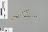  (Drepanosticta fontinalis - RMNH.INS.503916)  @13 [ ] CreativeCommons - Attribution Non-Commercial Share-Alike (2013) Unspecified Naturalis Biodiversity Center