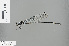  ( - RMNH.INS.503917)  @13 [ ] CreativeCommons - Attribution Non-Commercial Share-Alike (2013) Unspecified Naturalis Biodiversity Center