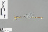  (Drepanosticta sharpi - RMNH.INS.503925)  @13 [ ] CreativeCommons - Attribution Non-Commercial Share-Alike (2013) Unspecified Naturalis Biodiversity Center
