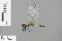  ( - RMNH.INS.503983)  @13 [ ] CreativeCommons - Attribution Non-Commercial Share-Alike (2013) Unspecified Naturalis Biodiversity Center