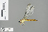  ( - RMNH.INS.504013)  @13 [ ] CreativeCommons - Attribution Non-Commercial Share-Alike (2013) Unspecified Naturalis Biodiversity Center