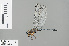  ( - RMNH.INS.504024)  @13 [ ] CreativeCommons - Attribution Non-Commercial Share-Alike (2013) Unspecified Naturalis Biodiversity Center
