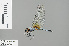  ( - RMNH.INS.504035)  @13 [ ] CreativeCommons - Attribution Non-Commercial Share-Alike (2013) Unspecified Naturalis Biodiversity Center