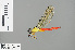  ( - RMNH.INS.504039)  @13 [ ] CreativeCommons - Attribution Non-Commercial Share-Alike (2013) Unspecified Naturalis Biodiversity Center