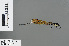  ( - RMNH.INS.504179)  @12 [ ] CreativeCommons - Attribution Non-Commercial Share-Alike (2013) Unspecified Naturalis Biodiversity Center