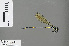  (Allocnemis abbotti - RMNH.INS.504258)  @12 [ ] CreativeCommons - Attribution Non-Commercial Share-Alike (2013) Unspecified Naturalis Biodiversity Center
