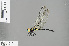  (Micromacromia miraculosa - RMNH.INS.504261)  @13 [ ] CreativeCommons - Attribution Non-Commercial Share-Alike (2013) Unspecified Naturalis Biodiversity Center