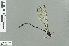  ( - RMNH.INS.504318)  @13 [ ] CreativeCommons - Attribution Non-Commercial Share-Alike (2013) Unspecified Naturalis Biodiversity Center