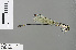  ( - RMNH.INS.504457)  @12 [ ] CreativeCommons - Attribution Non-Commercial Share-Alike (2013) Unspecified Naturalis Biodiversity Center