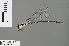  (Allocnemis mitwabae - RMNH.INS.504461)  @13 [ ] CreativeCommons - Attribution Non-Commercial Share-Alike (2013) Unspecified Naturalis Biodiversity Center