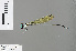  (Allocnemis marshalli - RMNH.INS.504462)  @14 [ ] CreativeCommons - Attribution Non-Commercial Share-Alike (2013) Unspecified Naturalis Biodiversity Center