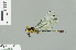  ( - RMNH.INS.504494)  @13 [ ] CreativeCommons - Attribution Non-Commercial Share-Alike (2013) Unspecified Naturalis Biodiversity Center