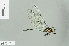  ( - RMNH.INS.504511)  @14 [ ] CreativeCommons - Attribution Non-Commercial Share-Alike (2013) Unspecified Naturalis Biodiversity Center