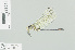  ( - RMNH.INS.504534)  @12 [ ] CreativeCommons - Attribution Non-Commercial Share-Alike (2013) Unspecified Naturalis Biodiversity Center