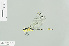  (Austrogomphus ochraceus - RMNH.INS.504960)  @13 [ ] CreativeCommons - Attribution Non-Commercial Share-Alike (2013) Unspecified Naturalis Biodiversity Center