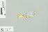  (Ceriagrion aeruginosum - RMNH.INS.505241)  @13 [ ] CreativeCommons - Attribution Non-Commercial Share-Alike (2013) Unspecified Naturalis Biodiversity Center
