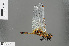  ( - RMNH.INS.505323)  @14 [ ] CreativeCommons - Attribution Non-Commercial Share-Alike (2013) Unspecified Naturalis Biodiversity Center