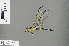 ( - RMNH.INS.505332)  @13 [ ] CreativeCommons - Attribution Non-Commercial Share-Alike (2013) Unspecified Naturalis Biodiversity Center