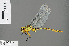  (Neurogomphus cocytius - RMNH.INS.505396)  @13 [ ] CreativeCommons - Attribution Non-Commercial Share-Alike (2013) Unspecified Naturalis Biodiversity Center