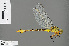  ( - RMNH.INS.505397)  @13 [ ] CreativeCommons - Attribution Non-Commercial Share-Alike (2013) Unspecified Naturalis Biodiversity Center