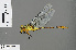  ( - RMNH.INS.505414)  @13 [ ] CreativeCommons - Attribution Non-Commercial Share-Alike (2013) Unspecified Naturalis Biodiversity Center