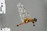  ( - RMNH.INS.505462)  @14 [ ] CreativeCommons - Attribution Non-Commercial Share-Alike (2013) Unspecified Naturalis Biodiversity Center