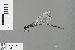  ( - RMNH.INS.505466)  @13 [ ] CreativeCommons - Attribution Non-Commercial Share-Alike (2013) Unspecified Naturalis Biodiversity Center