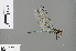  ( - RMNH.INS.505505)  @13 [ ] CreativeCommons - Attribution Non-Commercial Share-Alike (2013) Unspecified Naturalis Biodiversity Center